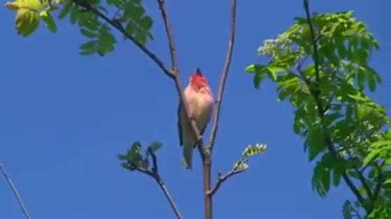 The short description can be used to give more information about your video and will appear in many standard Brightcove player templates.