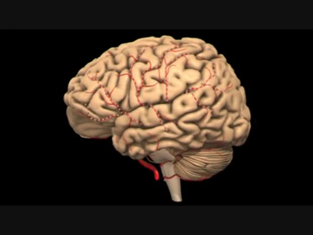 qui minim quia Duis in